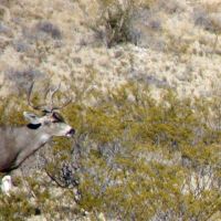 650 acre hunting property images 3