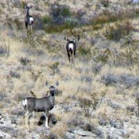 650 acre hunting property images 4