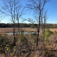 Gum Creek Hunting