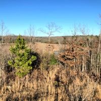 Gum Creek Hunting images 3