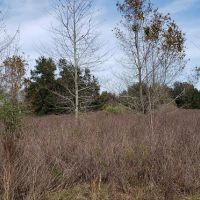 This 30 acre MOL property is the perfect canvas for you to create your very own paradise  Krause images 3