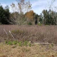 This 30 acre MOL property is the perfect canvas for you to create your very own paradise  Krause images 4