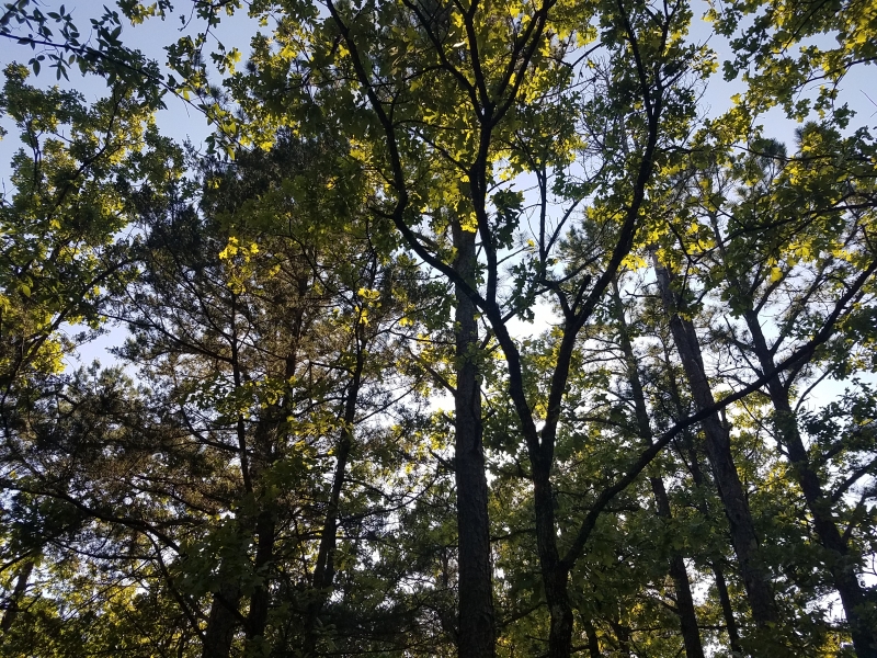 McGee Creek Property Hunting Land for Sale