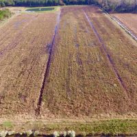 Hunting property in Hyde County  NC Residential Timber images 6