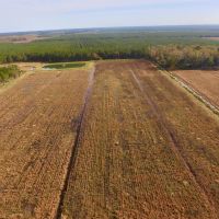 Hunting property in Hyde County  NC Residential Timber images 5