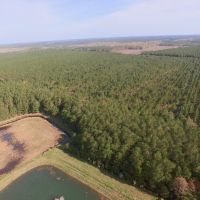 Hunting property in Hyde County  NC Residential Timber images 2