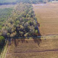 Hunting property in Hyde County  NC Residential Timber images 4