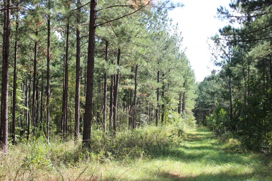 Recreational Investment South of Atlanta featured image