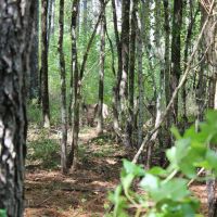 Recreational Investment South of Atlanta images 5