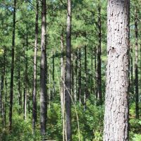 Recreational Investment South of Atlanta images 6