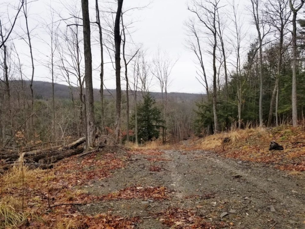 33 acres Woodlands and Hunting Land in Danby NY featured image