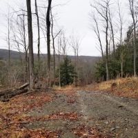 33 acres Woodlands and Hunting Land in Danby NY