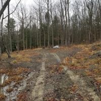 33 acres Woodlands and Hunting Land in Danby NY images 5