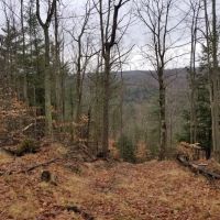 33 acres Woodlands and Hunting Land in Danby NY images 3
