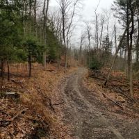 33 acres Woodlands and Hunting Land in Danby NY images 2
