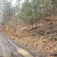 33 acres Woodlands and Hunting Land in Danby NY images 4