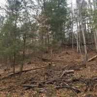 33 acres Woodlands and Hunting Land in Danby NY images 6