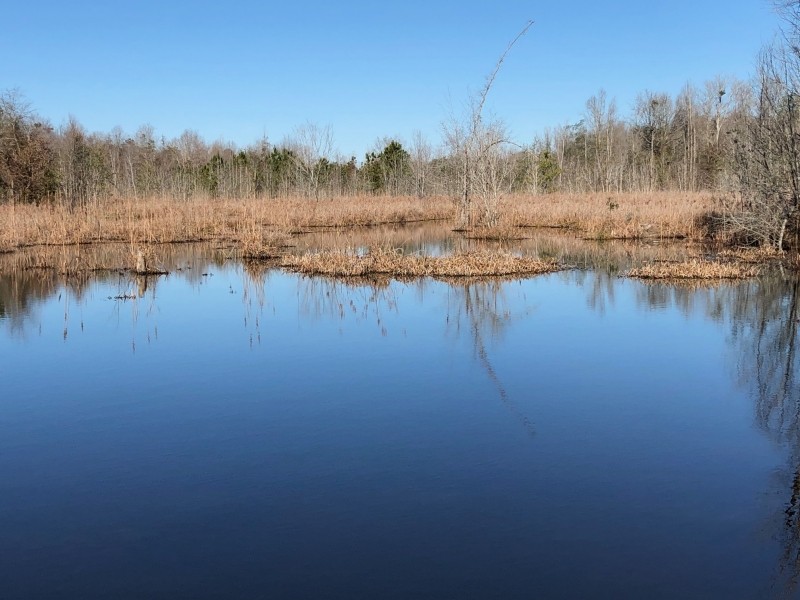 Gum Creek Preserve featured image