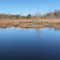 Gum Creek Preserve