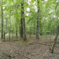 Gum Creek Preserve images 4