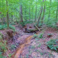 North Greene Hunting Retreat images 3