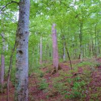 North Greene Hunting Retreat images 4