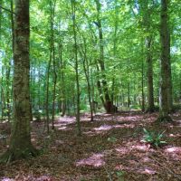 North Greene Hunting Retreat images 5