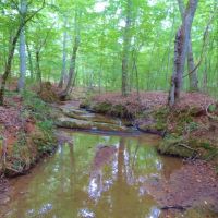 North Greene Hunting Retreat images 6