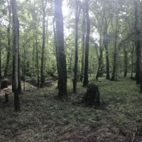 Ocmulgee River Frontage images 4