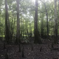 Ocmulgee River Frontage images 5