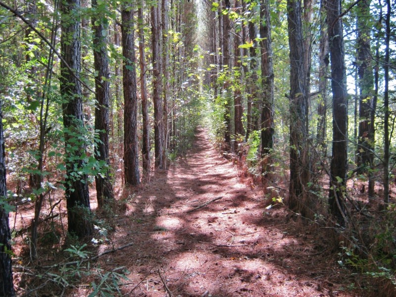 Nell Lambert Rd. featured image