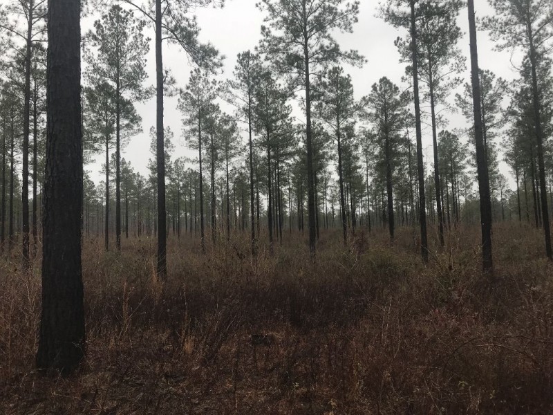 Timber  Hunting &nbsp;  Creek featured image