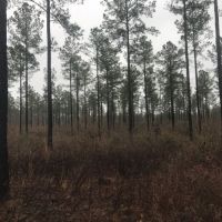 Timber  Hunting &nbsp;  Creek