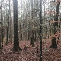 Timber  Hunting &nbsp;  Creek images 2
