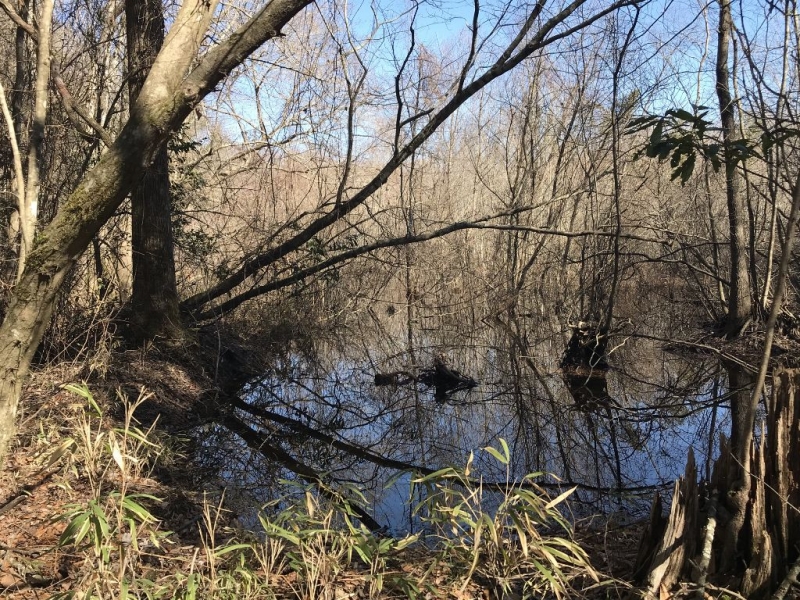 Timber Hunting Creek Hunting Land for Sale