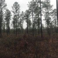 Timber  Hunting &nbsp;  Creek images 4