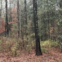 Timber  Hunting &nbsp;  Creek images 5