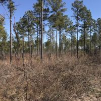 Timber  Hunting &nbsp;  Creek images 6