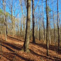 REDUCED &nbsp; 1 995 &nbsp; Acre - Walker Rd. Tract images 6