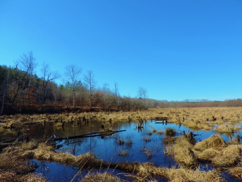 Waterfowl Tract featured image
