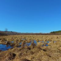 Waterfowl Tract images 4