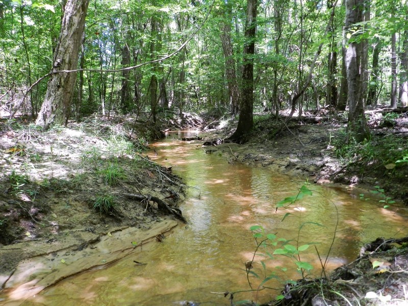 Timber Investment &nbsp; Hunting featured image