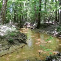 Timber Investment &nbsp; Hunting