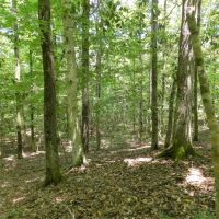 Timber Investment &nbsp; Hunting images 2
