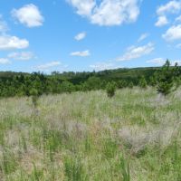 Timber Investment &nbsp; Hunting images 3