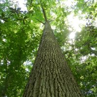 Timber Investment &nbsp; Hunting images 5