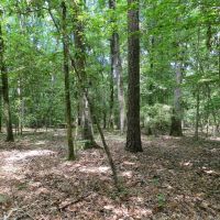 Timber Investment &nbsp; Hunting images 6