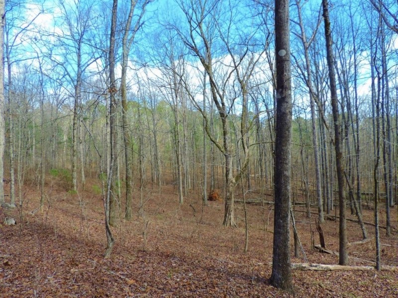 Redlands WMA Tract featured image