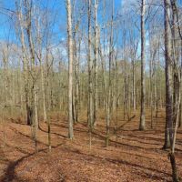 Redlands WMA Tract images 4