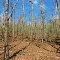 Redlands WMA Tract images 6
